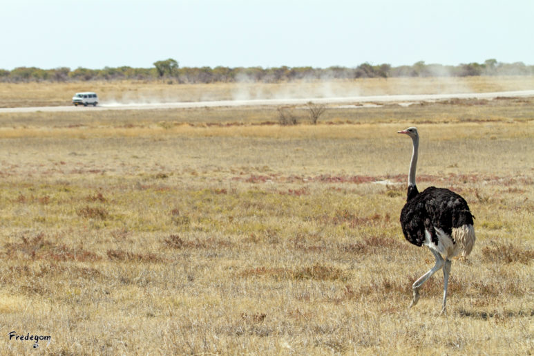 03-Namibie-9857