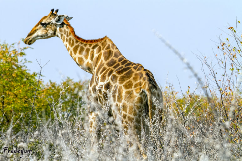 23-Namibie-0097