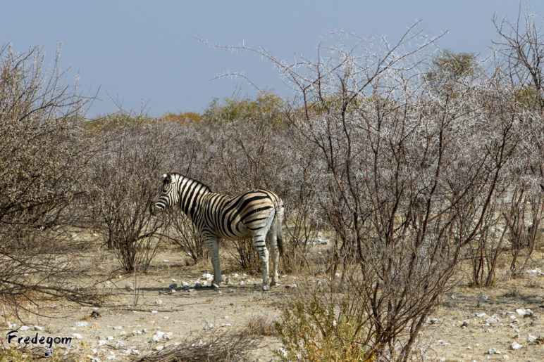 23-Namibie-9311