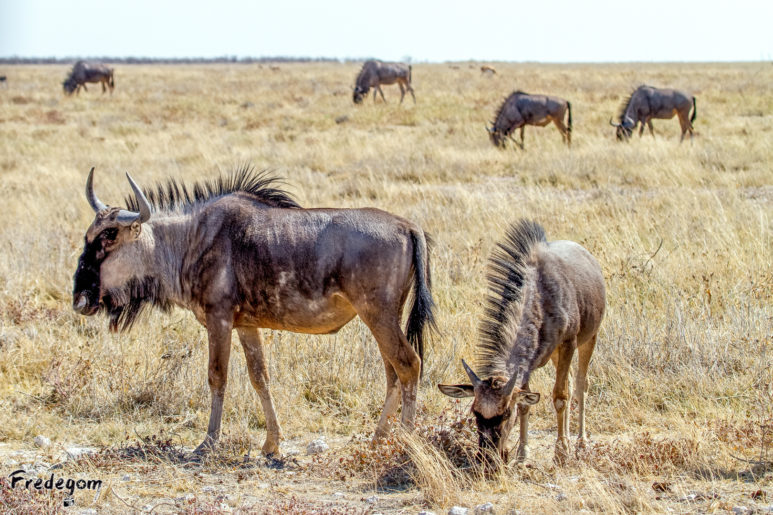 26-1-Namibie-9902